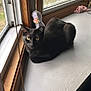 cat, black_cat, windowsill, indoor, pet, animal, toy, beanie_baby, yellow_eyes, curious, natural_light, cozy, feline, window, wood_frame, relaxed, fur, domestic_cat, house, daylight