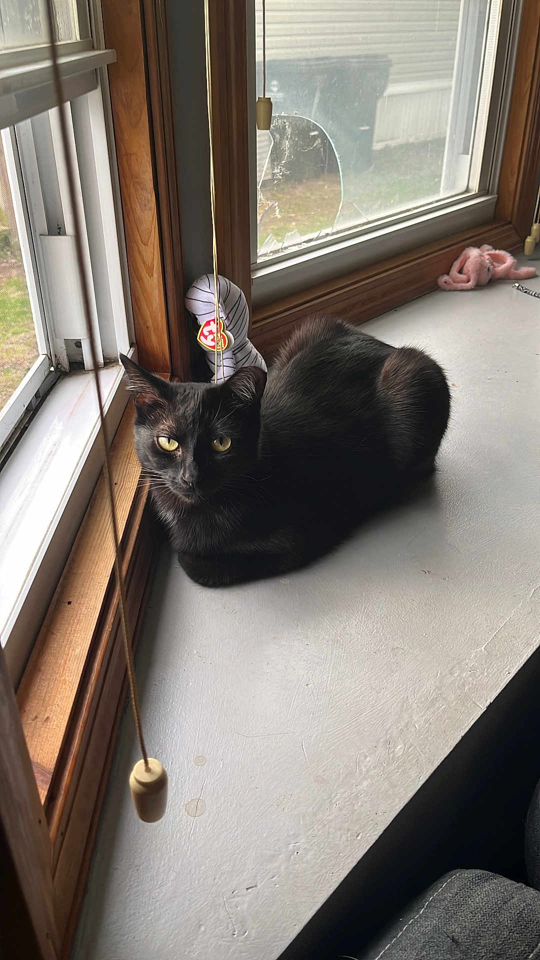 Nicky is registered to the contest to win money with this photo: cat, black_cat, windowsill, indoor, pet, animal, toy, beanie_baby, yellow_eyes, curious, natural_light, cozy, feline, window, wood_frame, relaxed, fur, domestic_cat, house, daylight
