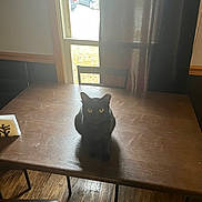 Nicky is registered to the contest to win money with this photo: animal, black_cat, cat, chair, cozy, curtain, domestic, floor, furniture, home, indoor, natural_light, pet, quiet, shadow, still_life, table, window, wooden_table, yellow_eyes