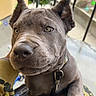 Mitzi is registered to the contest to win money with this photo: dog, puppy, gray_dog, animal, pet, close_up, camo_clothing, paws, collar, outdoor, railing, car, concrete, social_media_overlay, sparkles, person_hand, sitting, young_dog, looking_up, cute