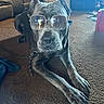Mitzi joined the competition — help win amazing prizes! dog, sunglasses, pet, indoor, carpet, living_room, leather_couch, canine, animal, resting, brown_carpet, furniture, cool, accessory, household, domestic_animal, relaxing, portrait, four_legs, paw