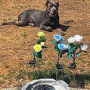 Mitzi is registered to the contest to win money with this photo: dog, outdoor, yard, grass, sunlight, flower, artificial_flower, birdbath, garden, pet, animal, relaxed, daytime, stone, decor, backyard, nature, summer, resting, canine