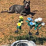 dog, outdoor, yard, grass, sunlight, flower, artificial_flower, birdbath, garden, pet, animal, relaxed, daytime, stone, decor, backyard, nature, summer, resting, canine
