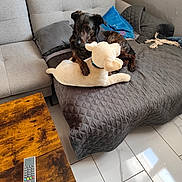 Rhina a rejoint le concours — aidez-le/la à gagner de superbes lots ! blanket, brindle, comfort, cozy, cushion, dog, furniture, home, indoor, living_room, paw, pet, plush_toy, quilted_cover, relaxation, remote_control, resting, sofa, tile_floor, wooden_table