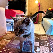 Cristal a rejoint le concours — aidez-le/la à gagner de superbes lots ! cat, kitten, indoor, tablecloth, collar, curious, living_room, lamp, couch, furniture, pet, domestic_animal, whiskers, floor_tiles, tail, ears, fur, closeup, young_cat, home
