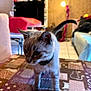 cat, kitten, indoor, tablecloth, collar, curious, living_room, lamp, couch, furniture, pet, domestic_animal, whiskers, floor_tiles, tail, ears, fur, closeup, young_cat, home