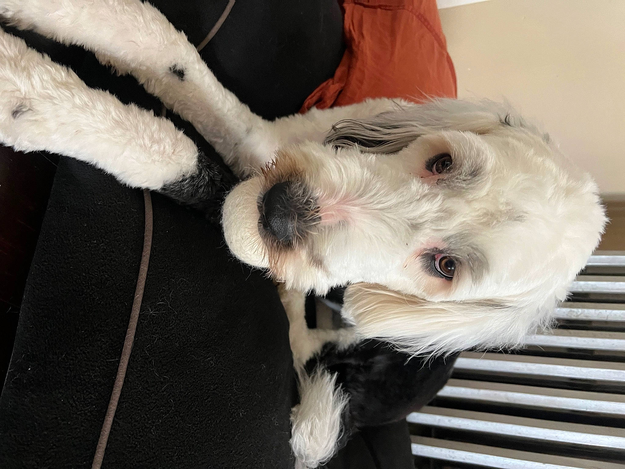 Basil is registered to the contest to win money with this photo: canidae, carnivore, collar, companion_dog, dog, dog_breed, dog_collar, ear, fawn, felidae, fur, paw, small_terrier, snout, sporting_group, tail, terrier, toy_dog, whiskers, working_animal