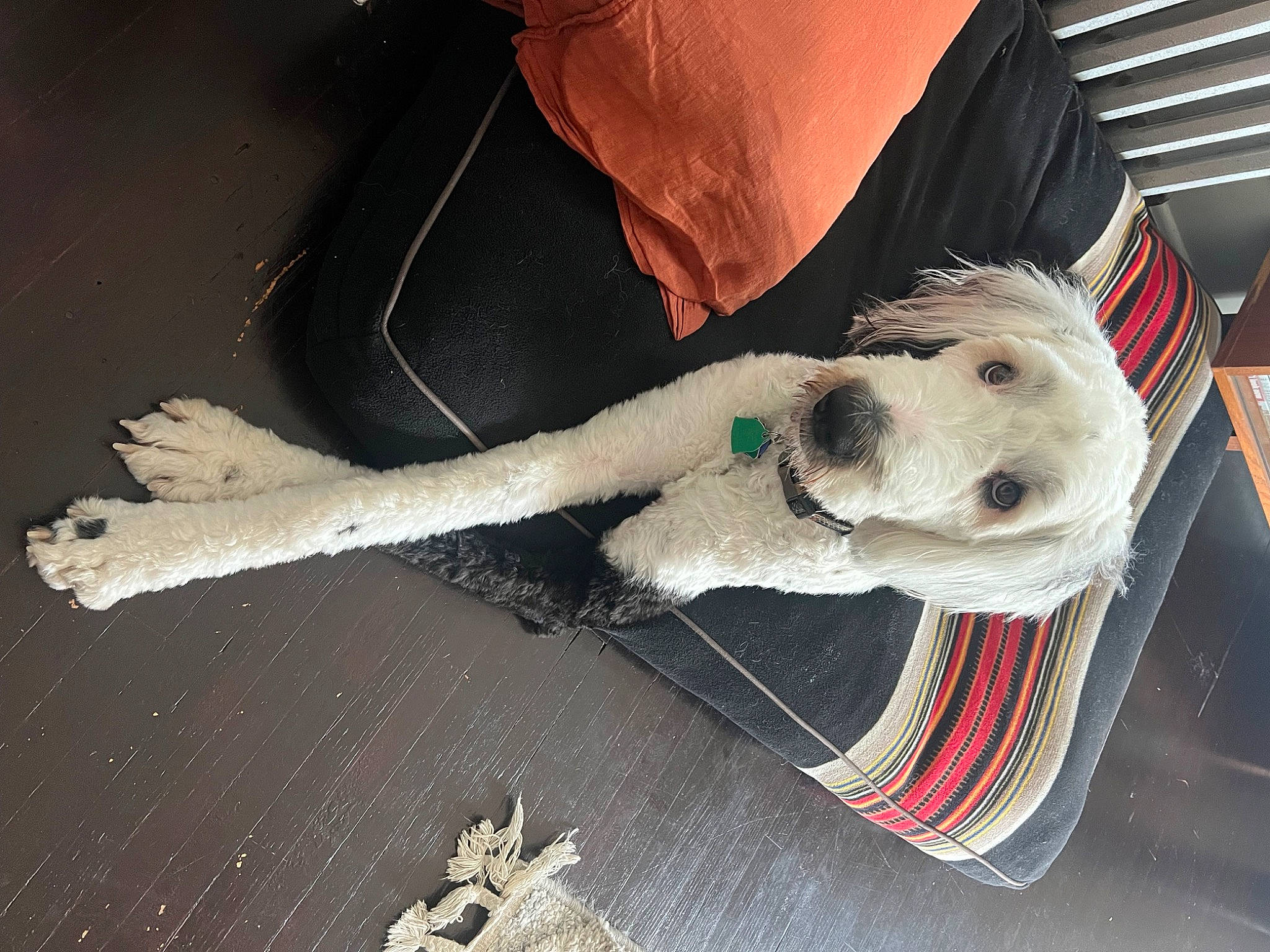 Basil is registered to the contest to win money with this photo: canidae, carnivore, collar, comfort, companion_dog, dog, dog_breed, dog_supply, eyewear, fashion_accessory, feather, fur, leash, paw, snout, sporting_group, toy_dog, vehicle_door, wood, working_animal