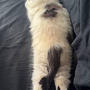 Casper joined the competition — help win amazing prizes! cat, kitten, sleeping, bed, black, white, fur, animal, pet, cozy, resting, paw, tail, indoor, cute, fluffy, soft, relaxed, lying_down, domestic_animal