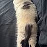 cat, kitten, sleeping, bed, black, white, fur, animal, pet, cozy, resting, paw, tail, indoor, cute, fluffy, soft, relaxed, lying_down, domestic_animal