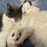 Casper joined the competition — help win amazing prizes! cat, sleeping, cuddling, pets, feline, fur, cozy, closeup, whiskers, ears, paws, resting, indoor, animal, friendship, soft, cute, companion, relaxed, blanket