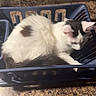 Casper joined the competition — help win amazing prizes! cat, pet, animal, white_cat, black_markings, dish_rack, kitchen_counter, indoor, sunlight, resting, feline, fur, domestic_cat, cozy, relaxed, household, appliance, quiet, still_life, cute