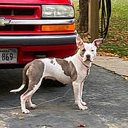Molly is registered to the contest to win money with this photo: dog, vehicle, red_truck, driveway, license_plate, sidewalk, tree, grass, leaves, autumn, outdoor, pet, canine, collar, standing, suburban, daylight, road, curb, nature