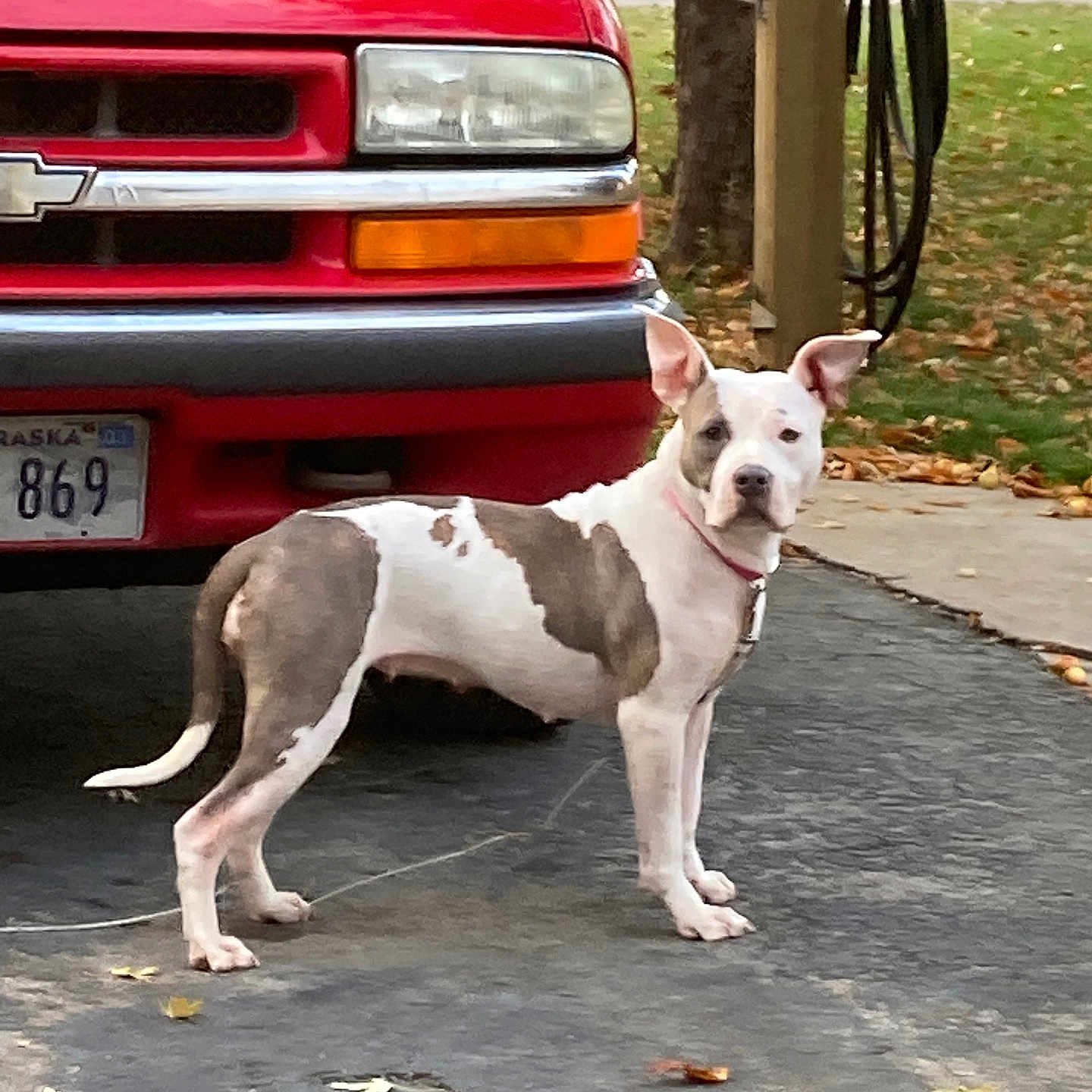 Molly is registered to the contest to win money with this photo: autumn, canine, collar, curb, daylight, dog, driveway, grass, leaves, license_plate, nature, outdoor, pet, red_truck, road, sidewalk, standing, suburban, tree, vehicle