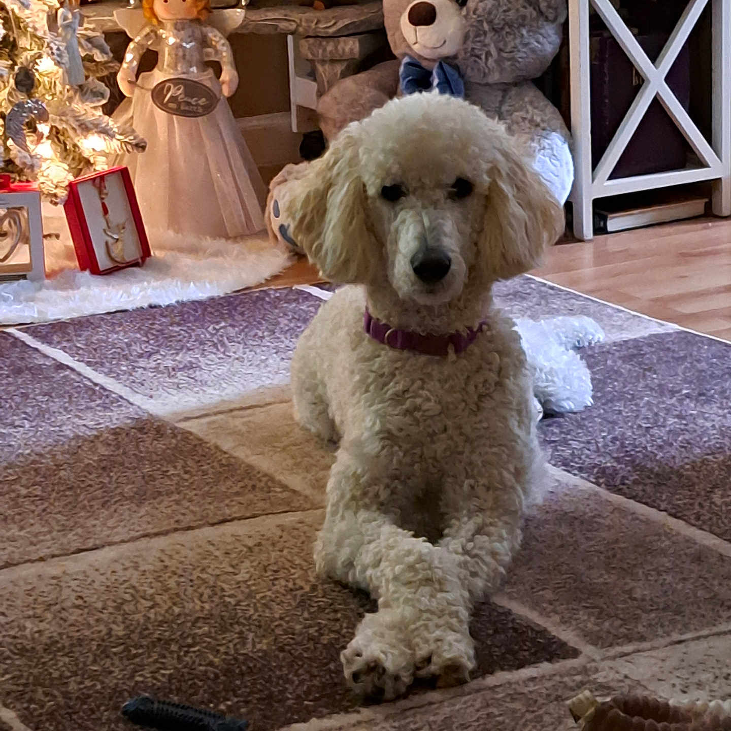 Luna is registered to the contest to win money with this photo: angel_figurine, carpet, christmas_tree, cozy, crossed_paws, decorations, dog, furniture, holiday, home_interior, indoor, lighting, poodle, purple_collar, shelf, soft_toy, teddy_bear, toy, white_dog, wood_floor