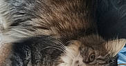 Gucci a rejoint le concours — aidez-le/la à gagner de superbes lots ! animal, brown, carpet, cat, doorway, feline, floor, fluffy, fur, gray, green_eyes, indoor, long_haired_cat, lying_down, pet, portrait, tabby, tail, whiskers, white