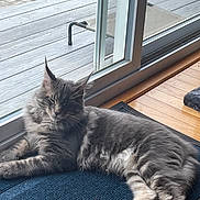 Atticus joined the competition — help win amazing prizes! cat, gray_cat, fluffy_cat, indoor, mat, sliding_door, glass_door, wood_floor, relaxed, pet, feline, resting, home, natural_light, window, outdoor_view, deck, grass, whiskers, ears