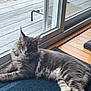 cat, gray_cat, fluffy_cat, indoor, mat, sliding_door, glass_door, wood_floor, relaxed, pet, feline, resting, home, natural_light, window, outdoor_view, deck, grass, whiskers, ears