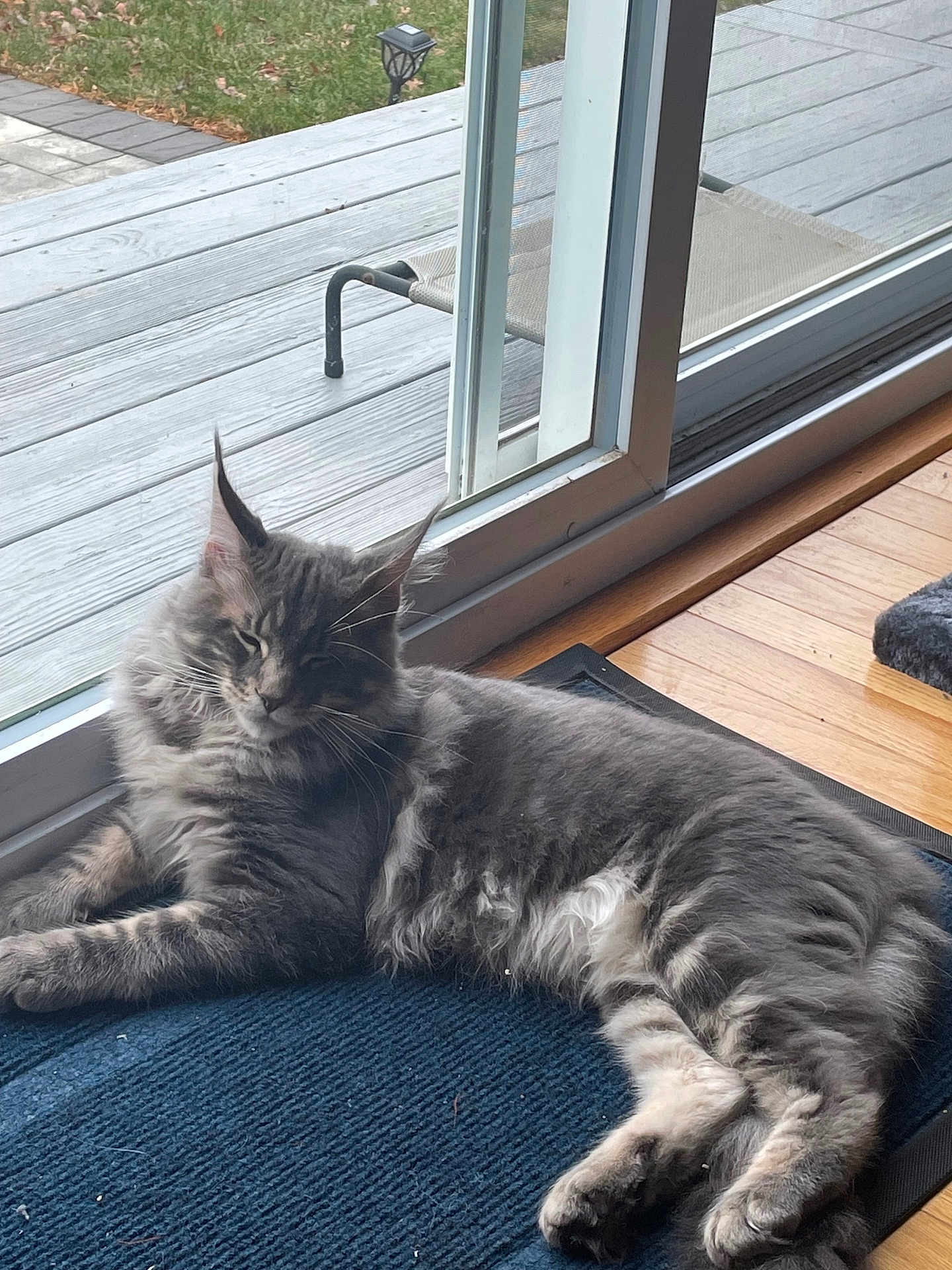 Atticus joined the competition — help win amazing prizes! cat, gray_cat, fluffy_cat, indoor, mat, sliding_door, glass_door, wood_floor, relaxed, pet, feline, resting, home, natural_light, window, outdoor_view, deck, grass, whiskers, ears