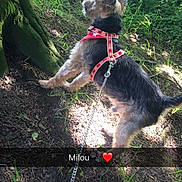 Milou a rejoint le concours — aidez-le/la à gagner de superbes lots ! dog_like_mammal, plant, tree
