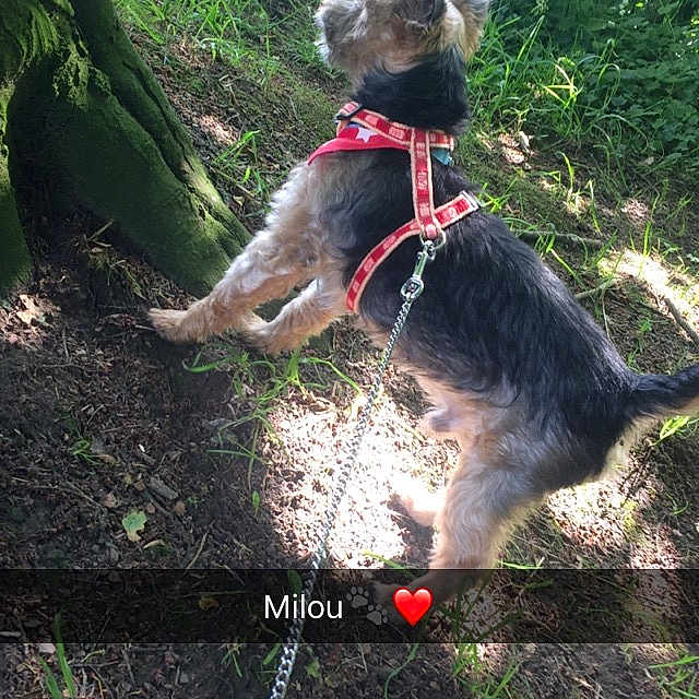 Milou