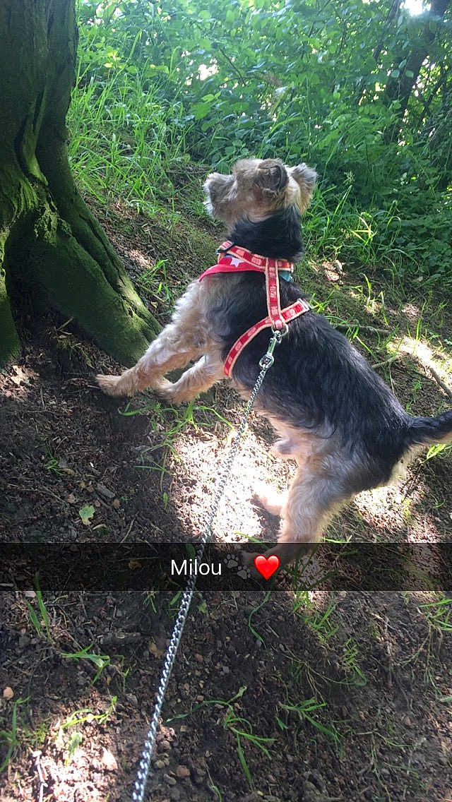 Milou