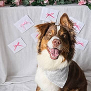 Ariel a rejoint le concours — aidez-le/la à gagner de superbes lots ! dog, happy, bandana, brown, white, pink, flowers, roses, envelopes, ribbons, celebration, portrait, cute, pet, smiling, indoor, decor, fur, animal, background