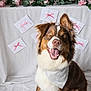dog, happy, bandana, brown, white, pink, flowers, roses, envelopes, ribbons, celebration, portrait, cute, pet, smiling, indoor, decor, fur, animal, background