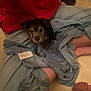 Donut is registered to the contest to win money with this photo: puppy, dog, blanket, denim, jeans, person, lap, indoors, floor, foot, curious, cute, pet, cozy, snuggled, small, brown, black, fur, soft