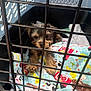 Donut is registered to the contest to win money with this photo: puppy, dog, crate, pet_cage, blanket, animal, indoor, cute, small_dog, furry, resting, bars, colorful, patterned_blanket, young_dog, pet, brown_dog, black_dog, fur, cage