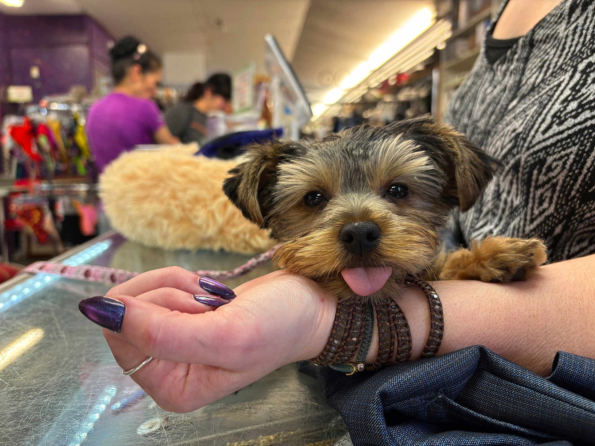 Donut joined the competition — help win amazing prizes! dog, puppy, pet, animal, face, tongue_out, hand, bracelet, nails, person, store, indoor, blurred_background, fur, cute, resting, table, glass_surface, clothing, people