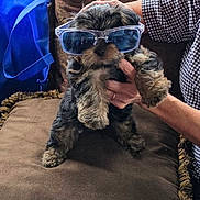 Donut joined the competition — help win amazing prizes! puppy, dog, sunglasses, blue_sunglasses, hand, person, checkered_shirt, cushion, brown_cushion, indoor, furniture, fabric, blue_bag, fluffy, small_dog, pet, cute, holding, portrait, cozy