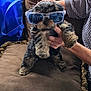 puppy, dog, sunglasses, blue_sunglasses, hand, person, checkered_shirt, cushion, brown_cushion, indoor, furniture, fabric, blue_bag, fluffy, small_dog, pet, cute, holding, portrait, cozy