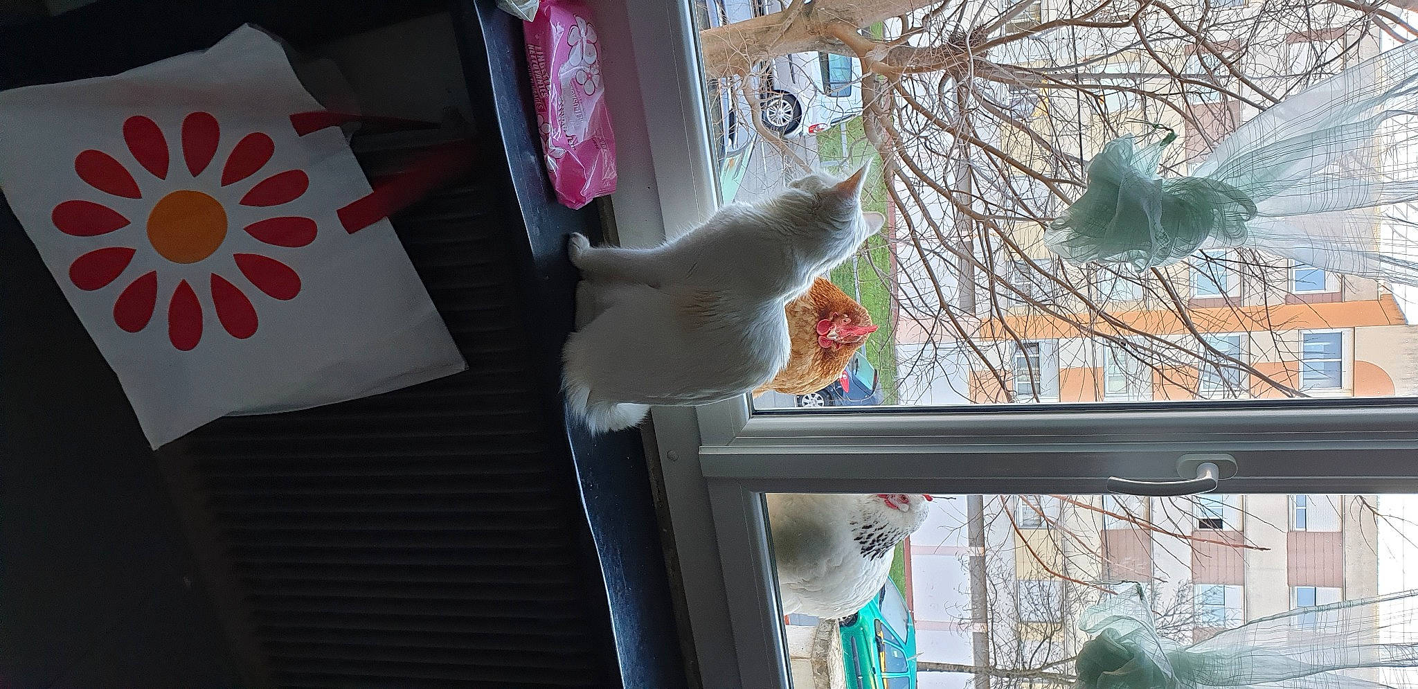 Perle a rejoint le concours — aidez-le/la à gagner de superbes lots ! carmine, cat, curtain, door, felidae, fur, glass, interior_design, linens, pattern, room, small_to_medium_sized_cats, tail, tree, twig, visual_arts, window, window_treatment, winter, wood