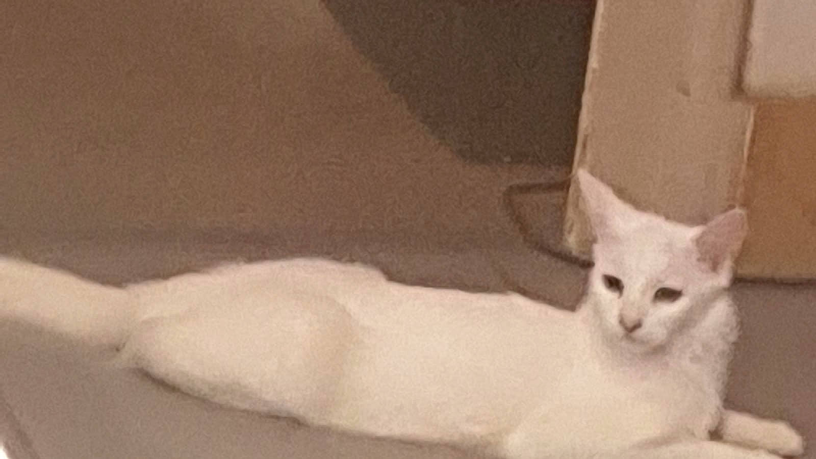 Perle participe au concours pour gagner de l'argent avec cette photo : carnivore, cat, comfort, domestic_short_haired_cat, fawn, felidae, fur, monochrome, monochrome_photography, paw, small_to_medium_sized_cats, snout, tail, terrestrial_animal, whiskers