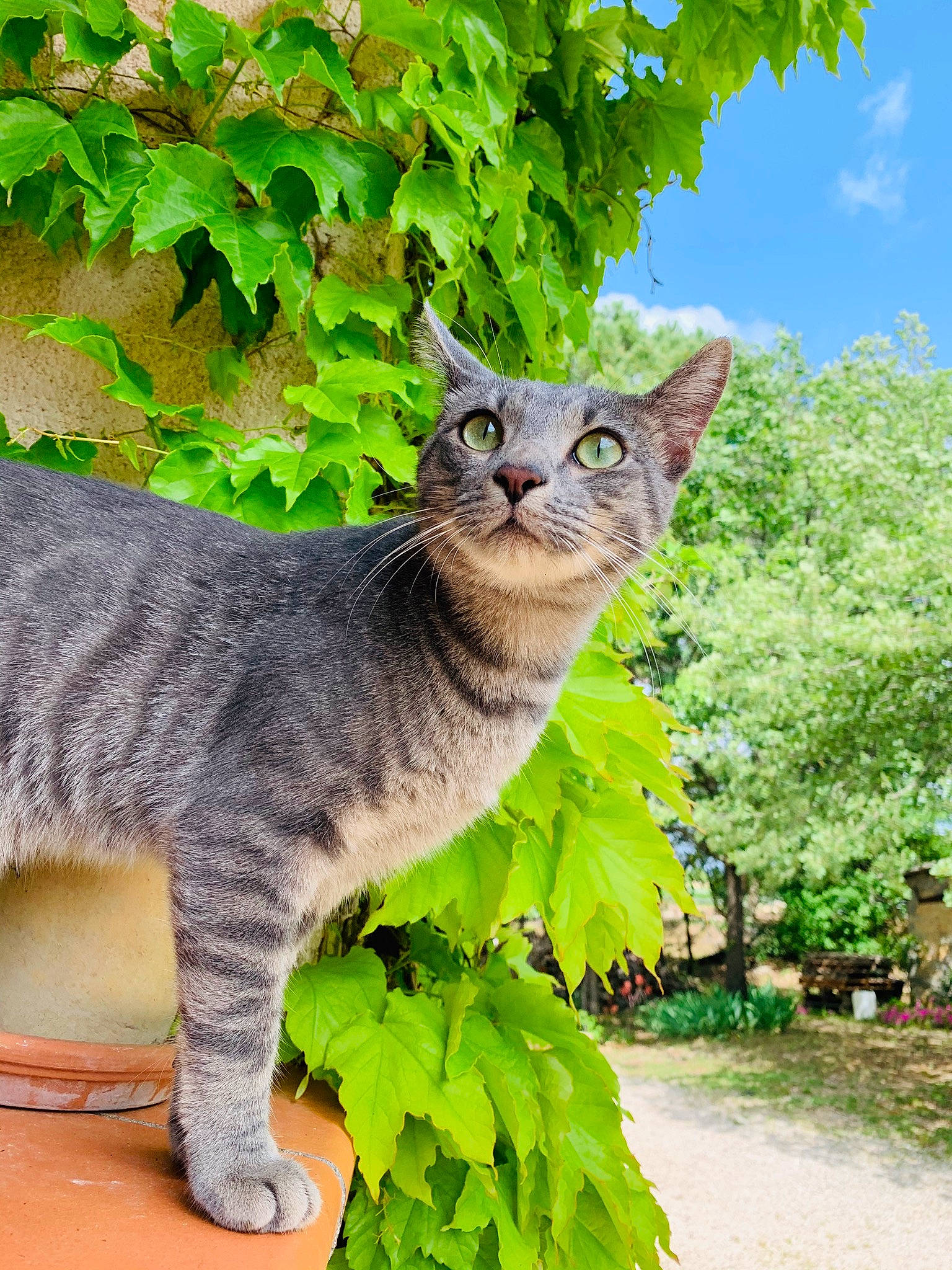 Peaky a rejoint le concours — aidez-le/la à gagner de superbes lots ! american_wirehair, asian, carnivore, cat, chartreux, domestic_short_haired_cat, european_shorthair, felidae, grass, green, leaf, mammal, plant, russian_blue, small_to_medium_sized_cats, snout, tabby_cat, tail, tree, whiskers