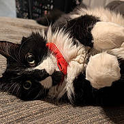 Mr. Fluff is registered to the contest to win money with this photo: animal, black_and_white, cat, closeup, collar, cozy, curious, cute, feline, fur, indoor, lying_down, paw, pet, red_collar, relaxed, soft_lighting, texture, tuxedo_cat, whiskers