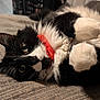 animal, black_and_white, cat, closeup, collar, cozy, curious, cute, feline, fur, indoor, lying_down, paw, pet, red_collar, relaxed, soft_lighting, texture, tuxedo_cat, whiskers