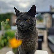 Gribouille a rejoint le concours — aidez-le/la à gagner de superbes lots ! cat, gray_cat, animal, pet, portrait, close_up, sitting, standing, yellow_eyes, whiskers, ears, fur, flowers, orange_flower, garden, outdoor, blurred_background, cloudy_sky, nature, photography