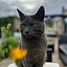 cat, gray_cat, animal, pet, portrait, close_up, sitting, standing, yellow_eyes, whiskers, ears, fur, flowers, orange_flower, garden, outdoor, blurred_background, cloudy_sky, nature, photography