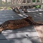 Murphy joined the competition — help win amazing prizes! animal, cat, collar, daylight, fur, mat, nature, outdoor, pet, porch, quiet, relaxing, resting, sandals, shadow, stretching, sunlight, tabby_cat, whiskers, wooden_floor