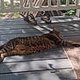 animal, cat, collar, daylight, fur, mat, nature, outdoor, pet, porch, quiet, relaxing, resting, sandals, shadow, stretching, sunlight, tabby_cat, whiskers, wooden_floor