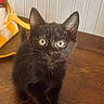 cat, kitten, black_cat, animal, pet, sitting, portrait, wide_eyes, green_eyes, whiskers, ears, fur, wooden_table, indoors, home, wall, toy, yellow, cute, photography