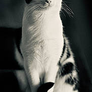 Yummy a rejoint le concours — aidez-le/la à gagner de superbes lots ! alert, animal, black_and_white, cat, close_up, curious, ears, feline, focused, fur, indoor, mammal, monochrome, pet, portrait, sitting, soft_light, tail, whiskers