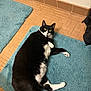 bath_mat, bathroom, black_and_white, cat, curious, domestic_cat, floor, fluffy, green_eyes, indoor, looking_up, lying_down, paws, pet, portrait, relaxed, rug, tile_floor, tuxedo_cat, whiskers