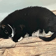 Milo joined the competition — help win amazing prizes! cat, black_and_white, sleeping, towel, curled_up, indoor, pet, feline, resting, cozy, fur, whiskers, tail, quiet, relaxation, domestic_animal, cute, soft, peaceful, nap