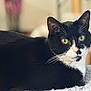 alert, animal, black_and_white, blanket, cat, close_up, cozy, cute, domestic, feline, fur, green_eyes, indoor, lying_down, pet, portrait, relaxed, soft_texture, tuxedo_cat, whiskers