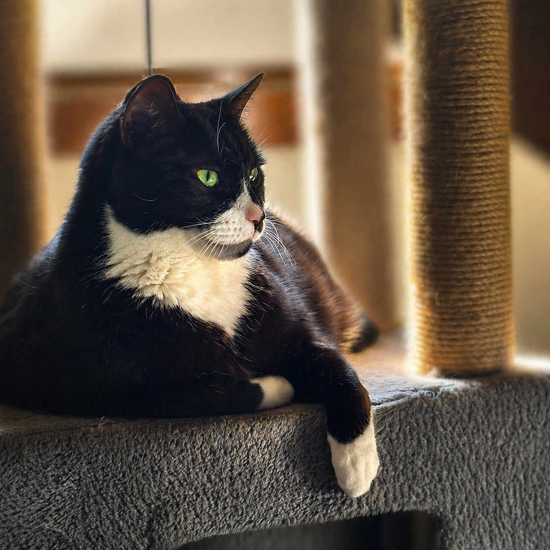 Milo joined the competition — help win amazing prizes! cat, black_and_white, green_eyes, cat_tree, pet, indoor, feline, animal, relaxed, portrait, fur, whiskers, paw, resting, cute, domestic_cat, side_view, soft_light, cozy, texture