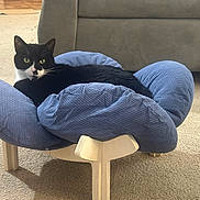 Milo is registered to the contest to win money with this photo: animal, black_and_white_cat, blue_cushion, carpet, cat, comfortable, cozy, cute, domestic, feline, furniture, household, indoor, living_room, looking, pet, pet_bed, relaxed, resting, wooden_legs