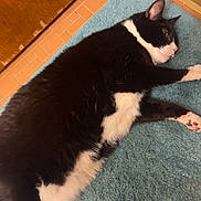 Milo is registered to the contest to win money with this photo: cat, tuxedo_cat, black_and_white_cat, pet, indoor, bath_mat, rug, tile_floor, wooden_door, door, paws, whiskers, resting, lying_down, close_up, fur, ear, nose, domestic_animal, bathroom